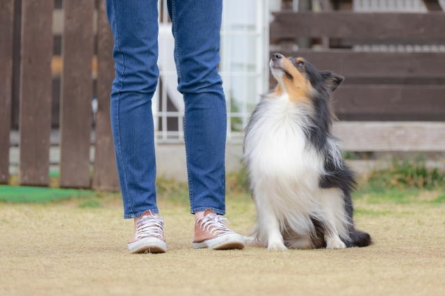 しつけ・生活相談