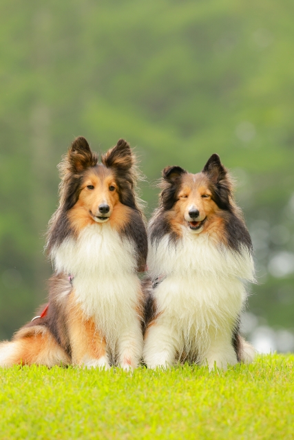 さんぷる動物病院